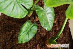滴水观音和观音莲的区别，滴水观音和千手观音的区别，哪个有毒？