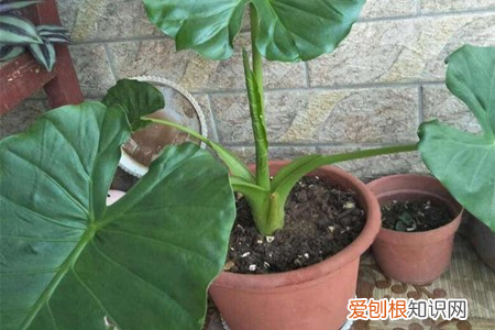 滴水观音和观音莲的区别，滴水观音和千手观音的区别，哪个有毒？