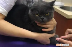 给狗狗去宠物店驱虫多少钱 ，宠物店驱虫多少钱狗狗驱虫药贝卫多？