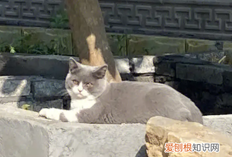 猫多久不回家就算丢了 ，猫丢了晚上几点最容易找到？