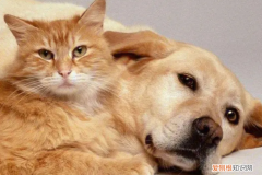 养猫好些还是养狗好些 ，养猫好还是养狗好?？