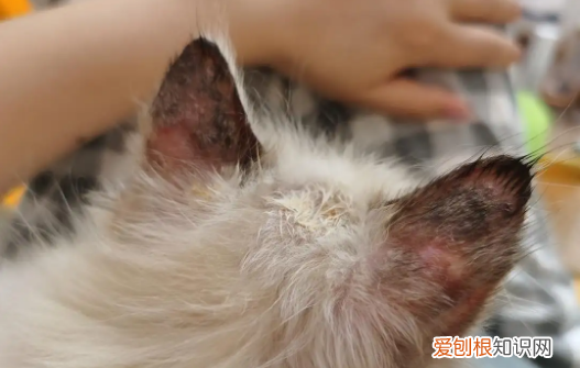 猫癣可以自己恢复吗图片 ，猫癣可以自己恢复吗会传染吗？