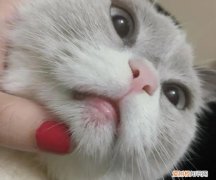 猫下巴长了黑色结痂 破了怎么办 ，猫下巴长了黑色结痂 破了流血？