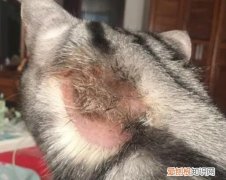 猫癣是什么病症图片女性 ，猫癣是啥病？