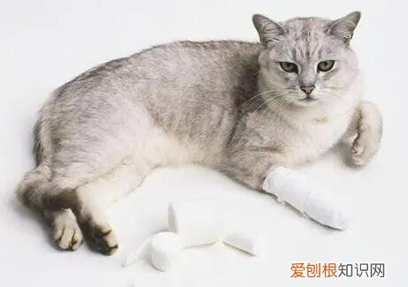 如何判断猫腿是否骨折视频 ，如何判断猫腿是否骨折 能走？
