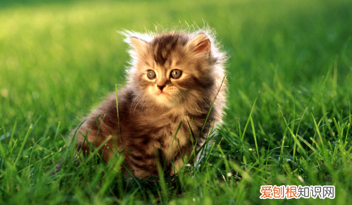 怎么样给猫咪挤肛门腺 ，如何帮猫咪挤肛门腺？