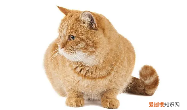 猫羊水破了一晚上没生怎么办 ，猫羊水破了之后又没反应了？