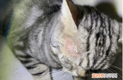猫得猫藓用什么药最有效 ，猫长猫癣怎么治疗好得快？