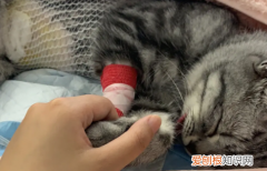 母猫多久会子宫蓄脓 ，多大的猫会子宫蓄脓？