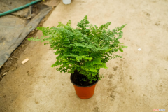 铁线蕨作用功效是什么，铁线蕨是什么植物，有什么药用与功效？