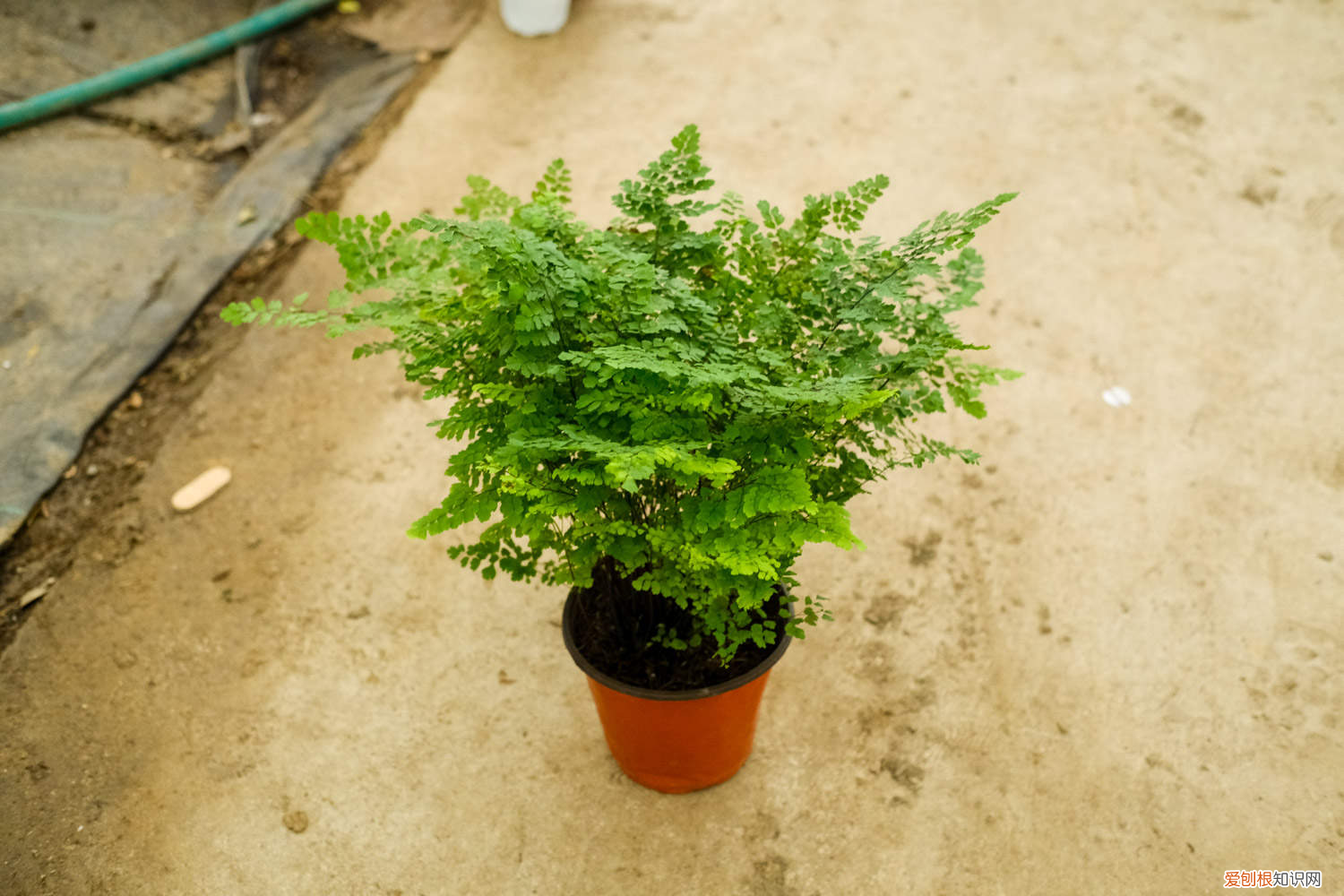 铁线蕨作用功效是什么，铁线蕨是什么植物，有什么药用与功效？