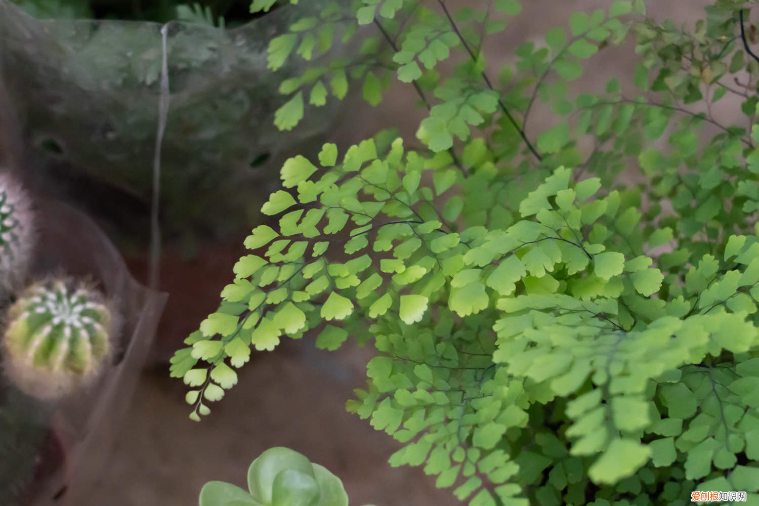 铁线蕨作用功效是什么，铁线蕨是什么植物，有什么药用与功效？