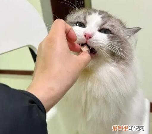 被猫爪子勾了一下出了一点血图片 ，被猫爪子勾了一下出了一点血用酒精消毒可以吗？