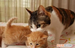 把母猫和小猫分开,母猫很焦虑 ，母猫跟小猫分开会难过吗？
