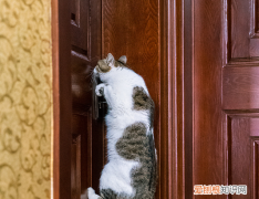 猫一直叫要进卧室还扒门什么意思 ，猫一直叫着要进房间？