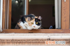 一只猫望着窗外的视频素材 ，一只猫望着窗外的视频下载？