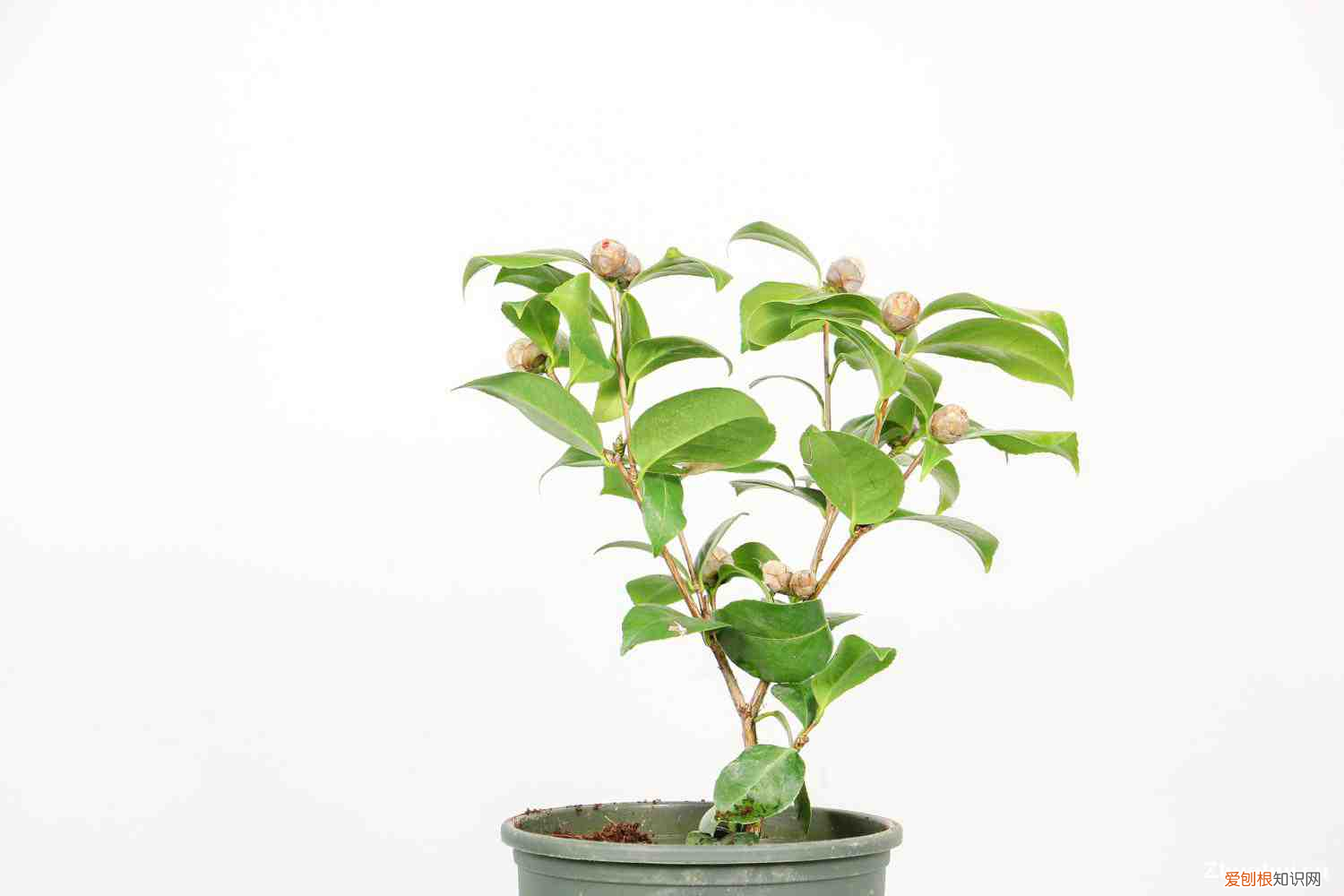 茶花如何养才能长的好,茶花的养殖方法是什么，茶花如何养才能长的好，茶花的养殖方法？