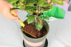 茶花如何养才能长的好,茶花的养殖方法是什么，茶花如何养才能长的好，茶花的养殖方法？