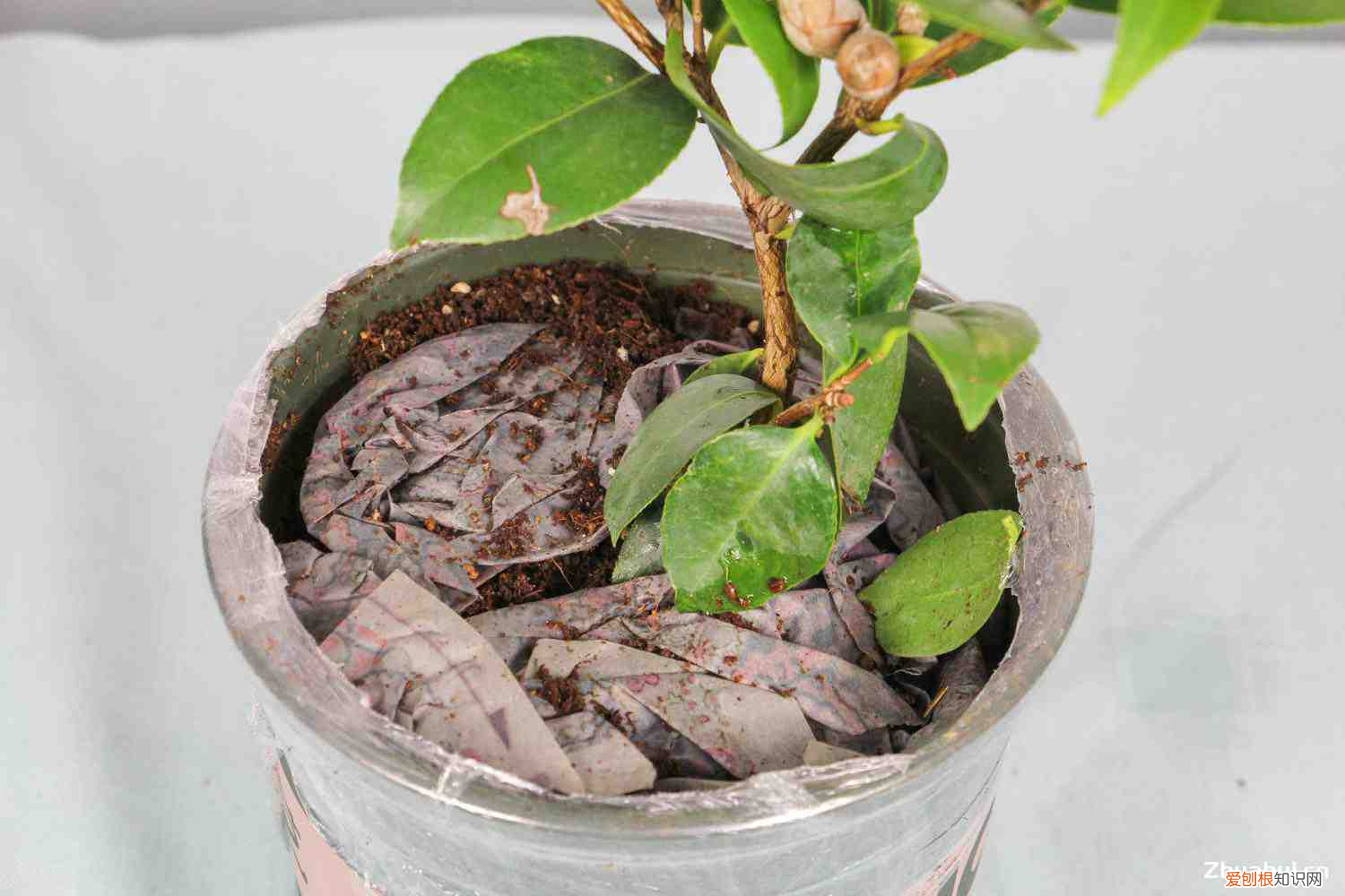 茶花如何养才能长的好,茶花的养殖方法是什么，茶花如何养才能长的好，茶花的养殖方法？