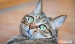 坐月子的猫可以洗澡吗 ，坐月子的猫可以驱虫吗？