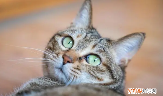 坐月子的猫可以洗澡吗 ，坐月子的猫可以驱虫吗？