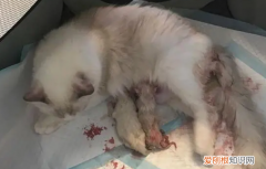猫咪难产去医院大概多少钱 ，怎么摸猫咪可以催产？