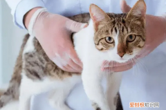 怎么缓解小母猫发青的症状视频 ，怎么缓解小母猫发青的症状图片？