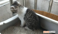 幼猫大便形状分析图解大全 ，幼猫大便形状分析图解视频？