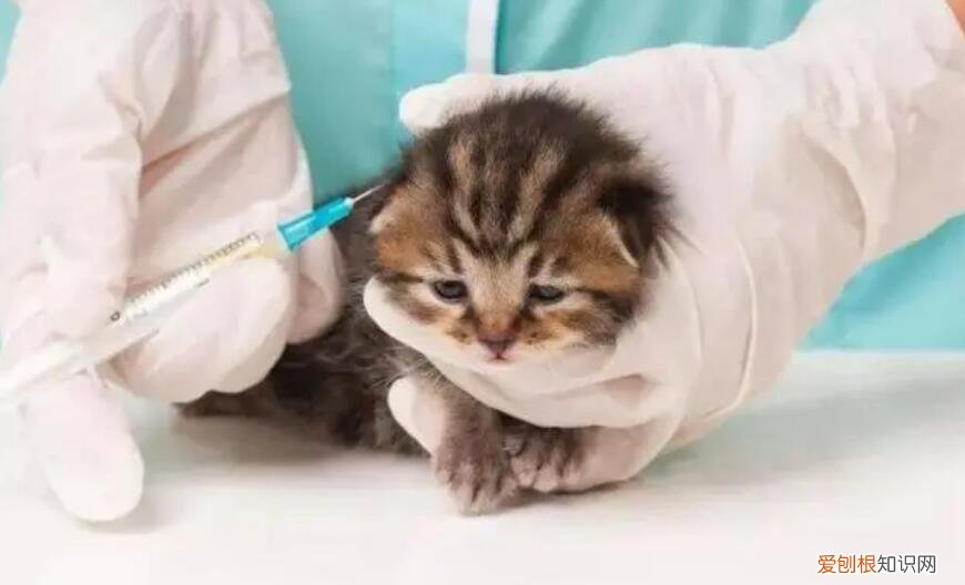 猫打疫苗多久一次多少钱 ,猫疫苗多长时间一针?