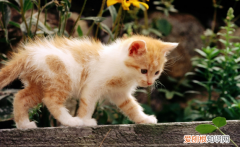城市猫多久不回家就算丢了 ，猫多久不回家就算丢了东西？