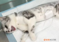 母猫绝育和不绝育的区别图片 ，母猫绝育和不绝育的区别在哪？
