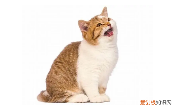 猫一直对着墙角叫 ，猫咪对着墙角叫？