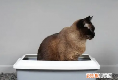 幼猫肚子大又鼓又硬不拉屎 ，猫拉不出屎来最快的办法？