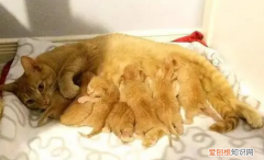 猫咪的月子餐应该吃什么 ，刚生完猫咪的母猫吃什么？