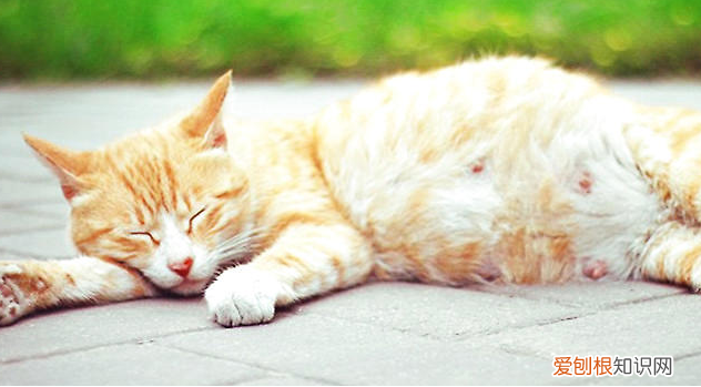 猫生完肚子还是鼓鼓的 ,怎么判断母猫生完了?