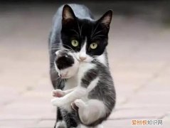 母猫叼小猫换窝预示着什么 ，小猫20天了被母猫吃了？