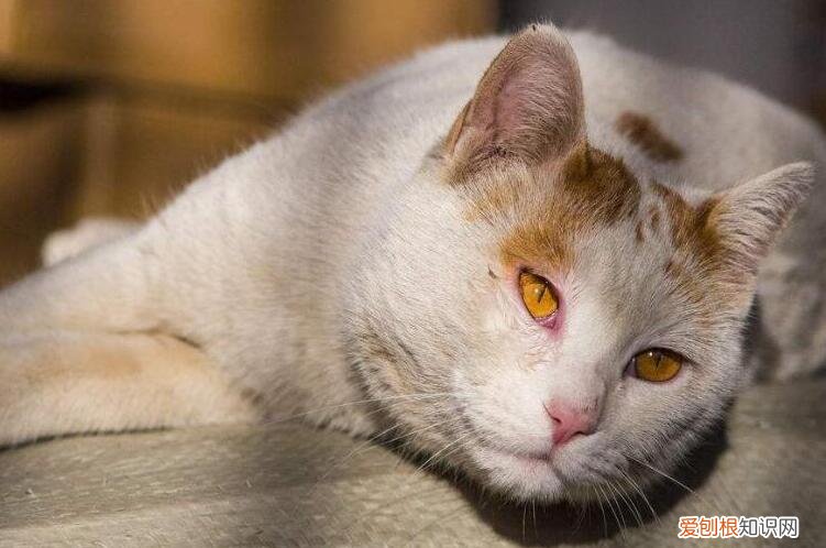 小猫肚子胀气7妙招快速排气 ，小猫肚子胀得像气球怎么回事？