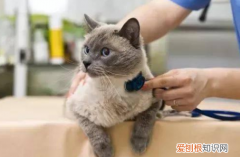 猫咪得神经炎的症状 ，猫的神经炎是什么引起的？