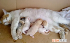 猫咪难产把小猫硬拽出来 ，母猫难产怎么掏崽视频教程？
