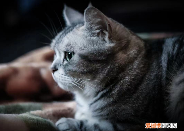 猫猫分离焦虑症怎么办 ,猫猫分离焦虑怎么办?