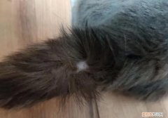 猫尾巴的猫癣怎么一直不好 ，猫尾巴有猫藓久治不愈？