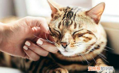 怎么判断自己猫毛过敏 ，猫毛过敏一定要把猫送走吗？
