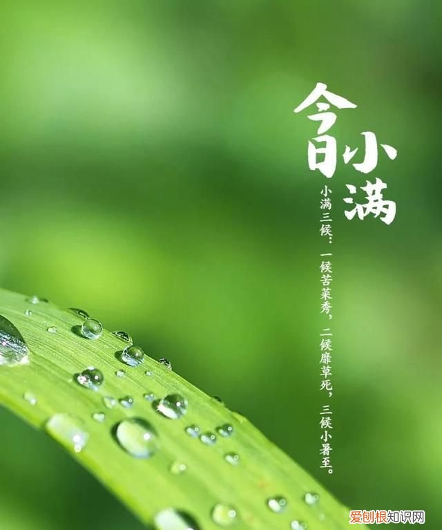 小满节气知多少 ,小满节气含义?