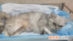 怎么帮猫咪助产 ，怎样帮小猫助产？