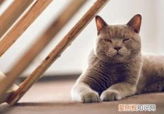 有些人命里不能养猫 ，猫亲近的人,都是灵魂很轻的人？