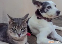 先养猫后养狗会打架吗视频 ，先养猫后养狗会打架吗知乎？