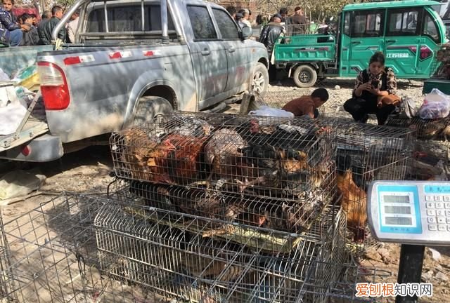新疆库车哪里好玩 ,库车市有什么好吃的东西?