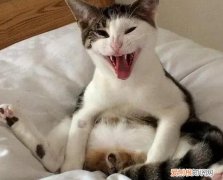 猫咪乱尿的解决方法 ，公猫绝育后会恨主人吗？