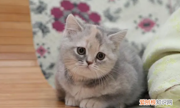 最不容易生病的猫排名 ，不容易生病的宠物猫？