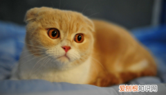 母猫尿道口分泌红色液体 ，母猫尿道口有褐色分泌物正常吗？